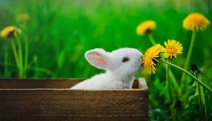 AC Milan Sports-裁判争议不断！五大联赛裁判判罚盘点，五大联赛裁判薪资